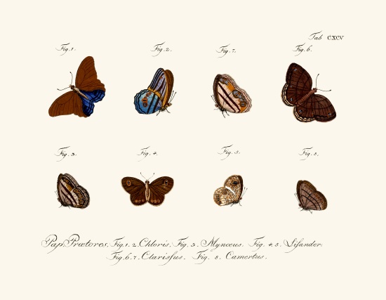 Butterflies de German School, (18th century)