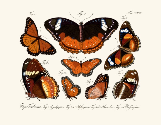 Butterflies de German School, (18th century)