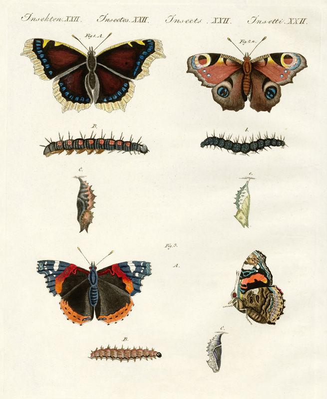 Butterflies -- birds of day de German School, (19th century)