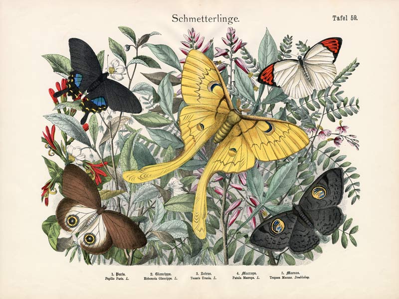 Butterflies, c.1860 de German School, (19th century)