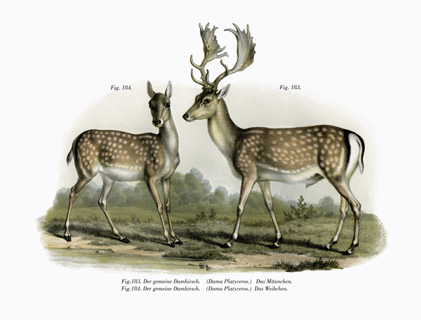 Fallow Deer de German School, (19th century)