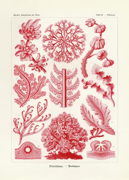 Florideae or Rhodophyceae de German School, (19th century)
