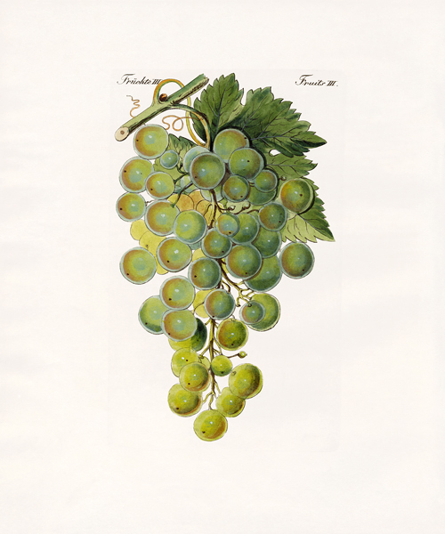 Kinds of vines de German School, (19th century)