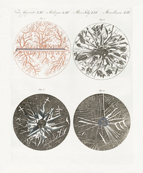 Microscopic view of the crystallization of metal de German School, (19th century)