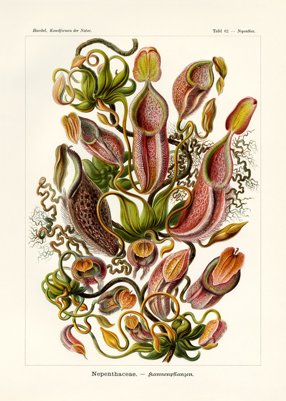 Nepenthaceae de German School, (19th century)