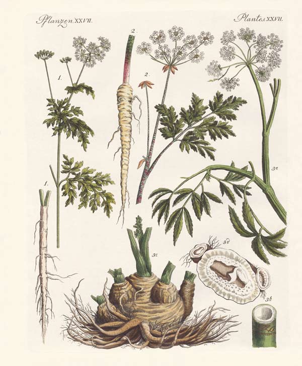 Poisonous German plants de German School, (19th century)