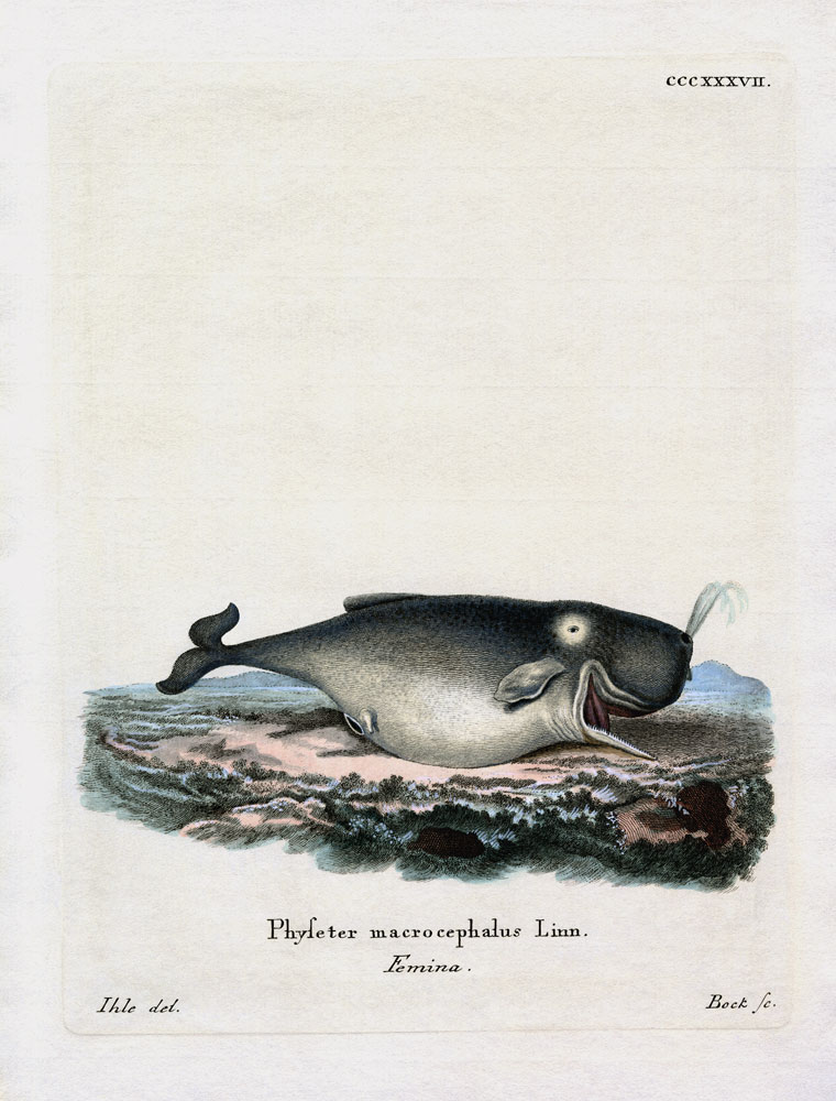 Sperm Whale de German School, (19th century)