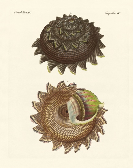 A rare mollusk shell of the South Sea de German School, (19th century)