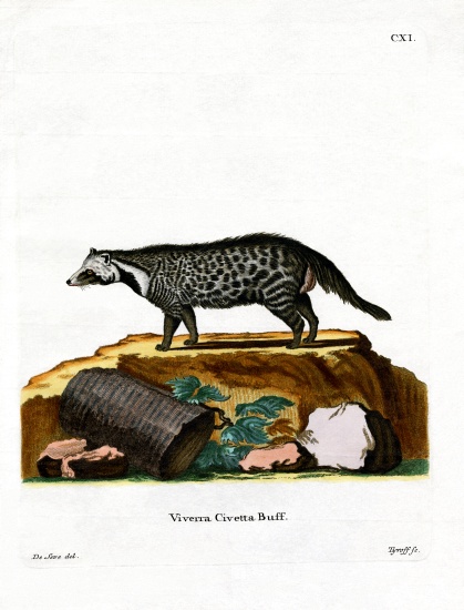 African Civet de German School, (19th century)