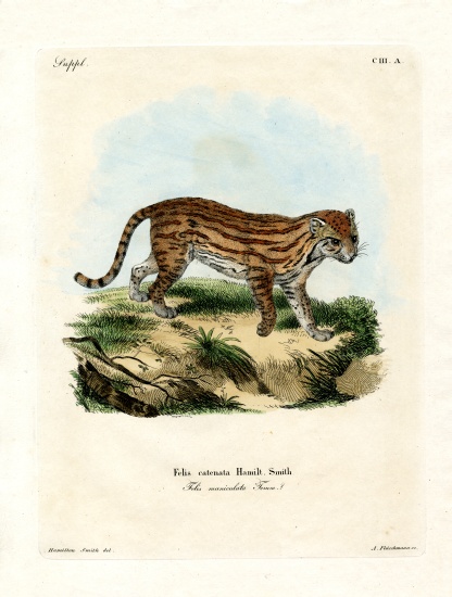 African Wild Cat de German School, (19th century)