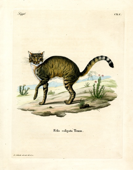 African Wildcat de German School, (19th century)