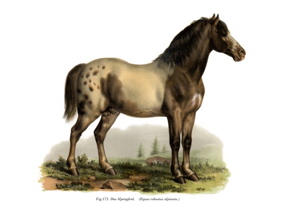 Alpine Horse de German School, (19th century)