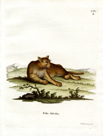 Amazon Cougar de German School, (19th century)