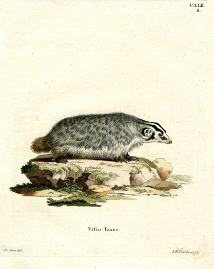 American Badger de German School, (19th century)
