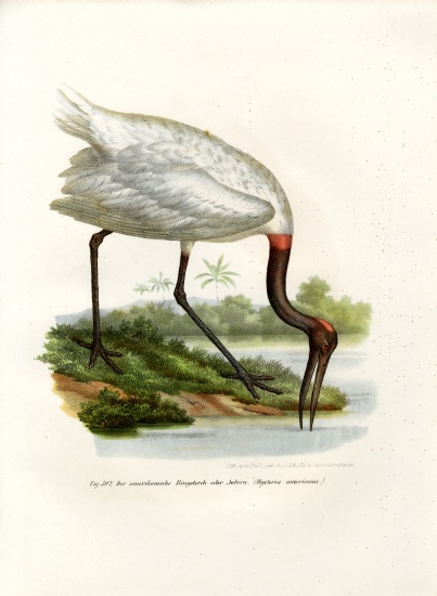 American Wood Ibis de German School, (19th century)