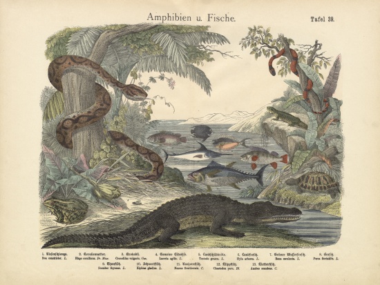 Amphibians and Fishes, c.1860 de German School, (19th century)