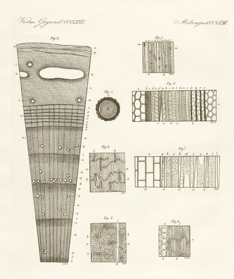 Anatomy of wood de German School, (19th century)