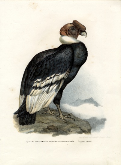 Andean Condor de German School, (19th century)