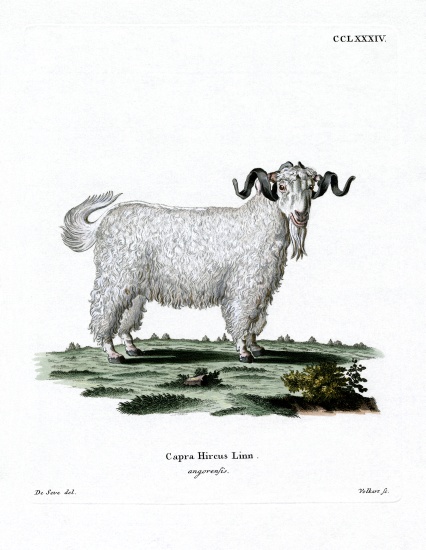 Angora Goat de German School, (19th century)