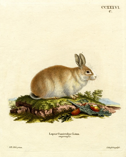 Angora Rabbit de German School, (19th century)
