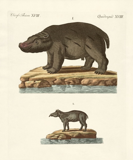 Animals from hot countries de German School, (19th century)
