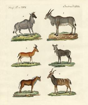 Antelopes and gazelles