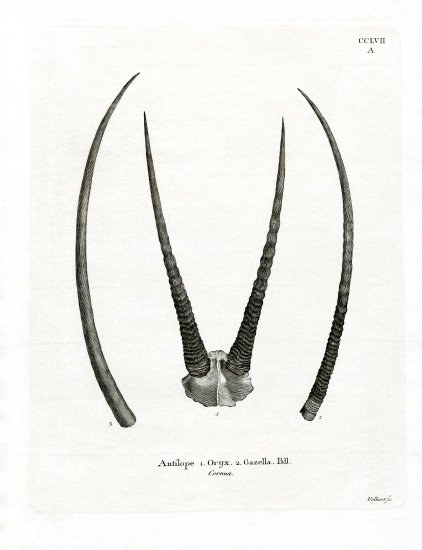 Arabian Oryx Horns de German School, (19th century)