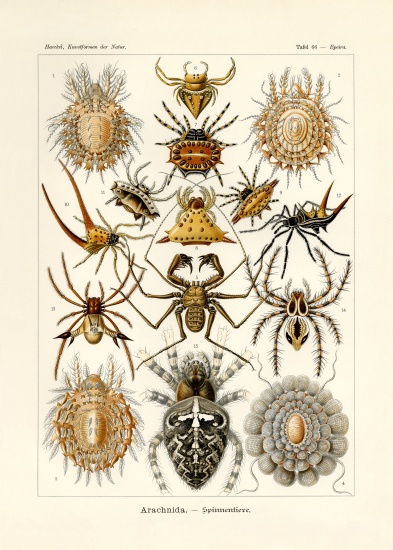 Arachnida de German School, (19th century)