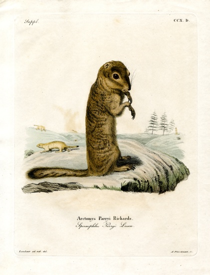 Arctic Ground Squirrel de German School, (19th century)