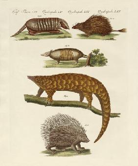 Armoured and prickly animals