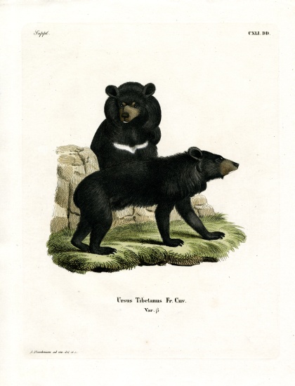 Asian Black Bear de German School, (19th century)
