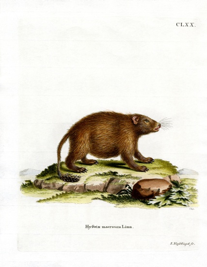 Asiatic Brush-tailed Porcupine de German School, (19th century)
