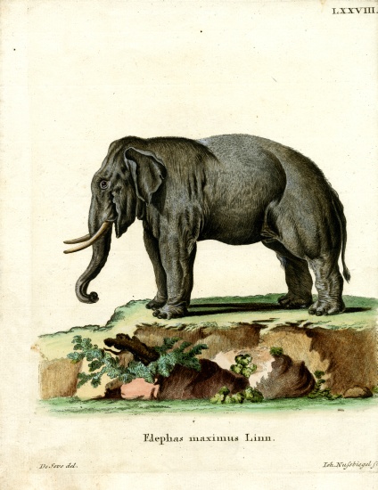 Asiatic Elephant de German School, (19th century)