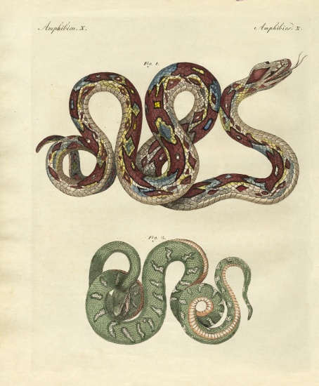 Awful snake de German School, (19th century)