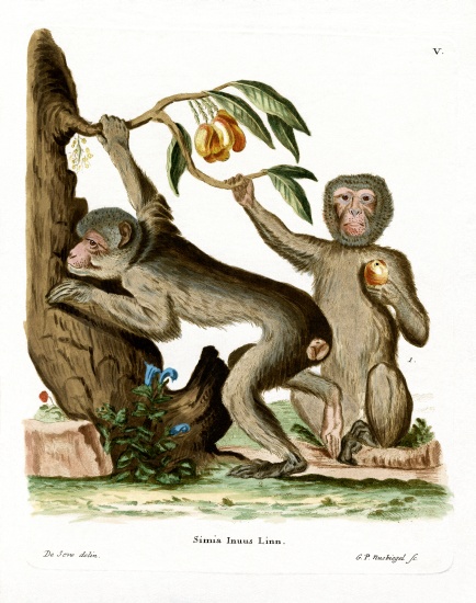 Barbary Ape de German School, (19th century)