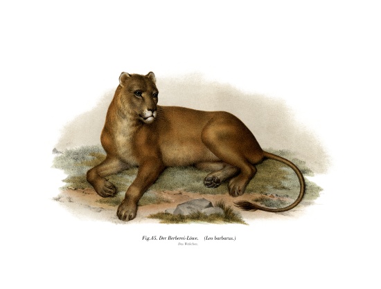 Barbary Lion de German School, (19th century)