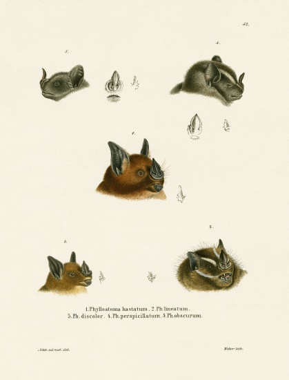 Bat Heads de German School, (19th century)