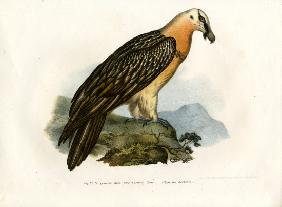 Bearded Vulture