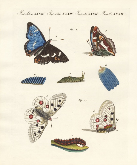 Beatiful butterflies de German School, (19th century)