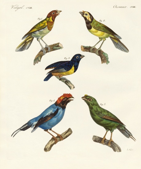 Beautiful foreign birds de German School, (19th century)