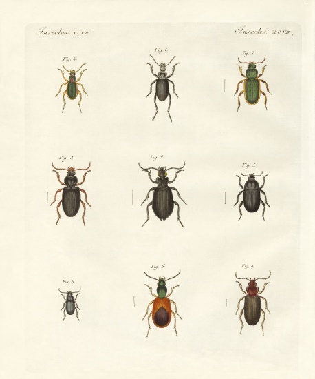 Beautiful German beetles de German School, (19th century)