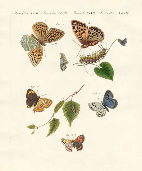 Beautiful German butterflies de German School, (19th century)