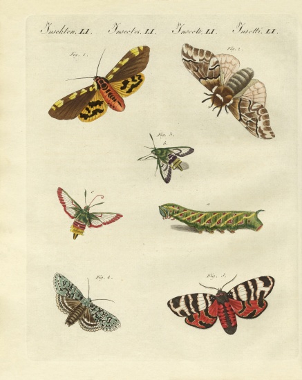 Beautiful German night butterflies de German School, (19th century)