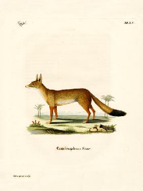 Bengal Fox