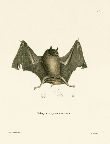 Big Naked-backed Bat de German School, (19th century)