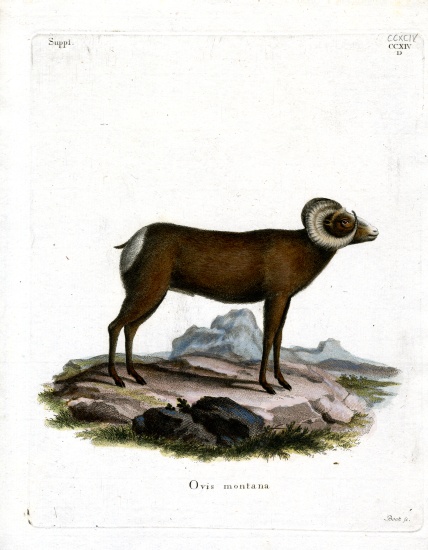 Bighorn Sheep de German School, (19th century)