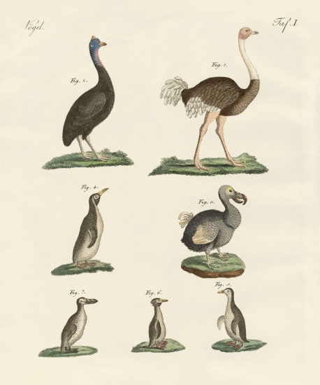 Birds de German School, (19th century)