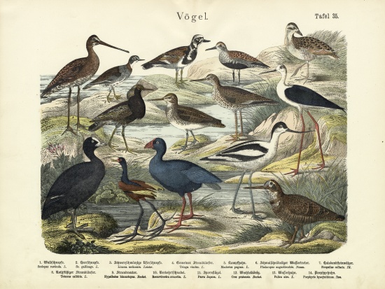 Birds, c.1860 de German School, (19th century)