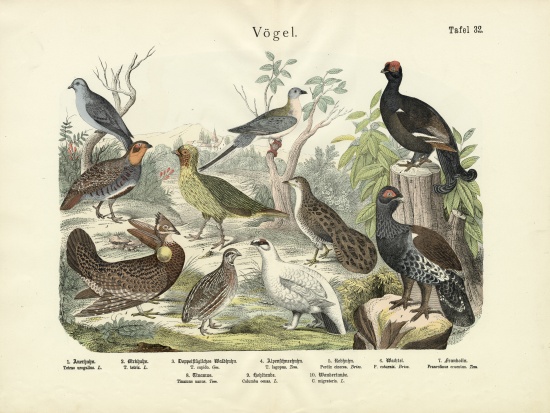 Birds, c.1860 de German School, (19th century)