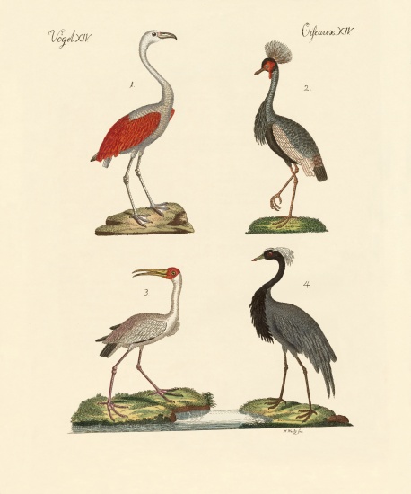Birds from hot countries de German School, (19th century)